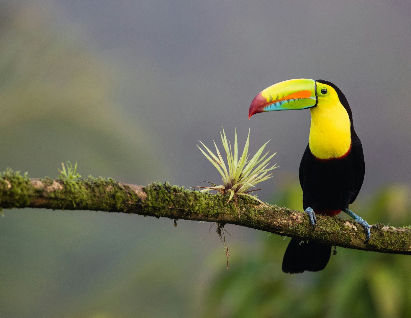 Costa Rica in Luxury_YOU Travel Manly Travel Agency7.jpg