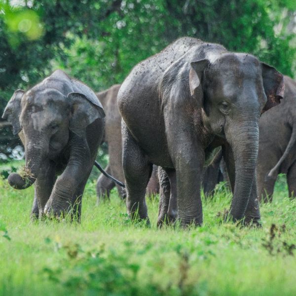 Family Fun in Sri Lanka_YOU Travel Manly Travel Agency8.jpg