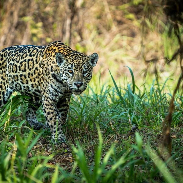 Jaguars of the Wild Pantanal_YOU Travel & Cruise Manly Travel Agency6.jpg