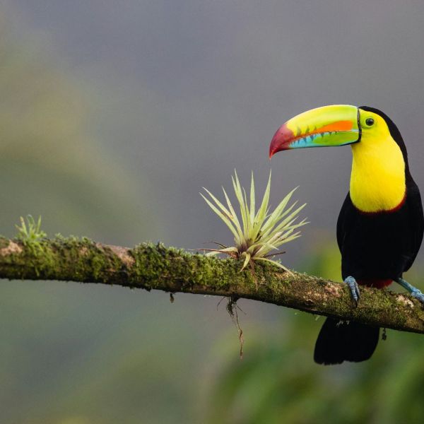Costa Rica in Luxury_YOU Travel Manly Travel Agency7.jpg