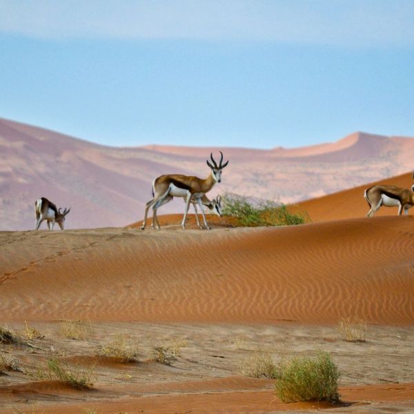 Ultimate Namibia Private Tour_YOU Travel Manly Travel Agency1.jpg