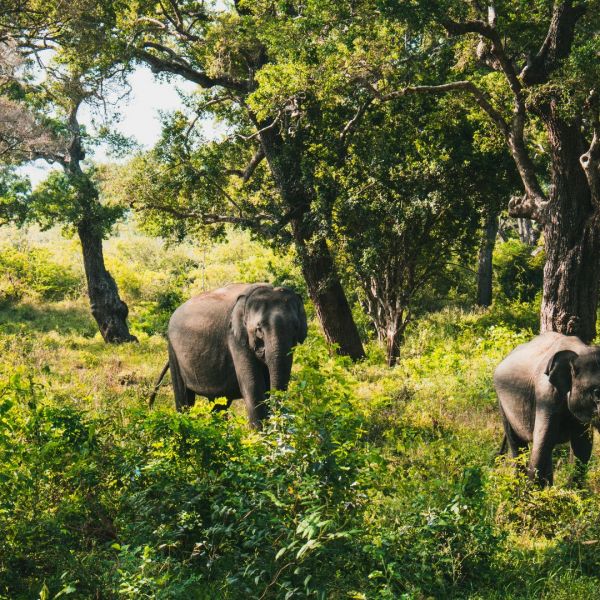 The Culture & Wildlife of Sri Lanka_YOU Travel Manly3.jpg